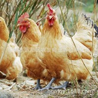 廠家散養(yǎng)土雞苗批發(fā) 青腳黃羽固始土雞母苗 青細(xì)腳高腿土雞苗價(jià)格